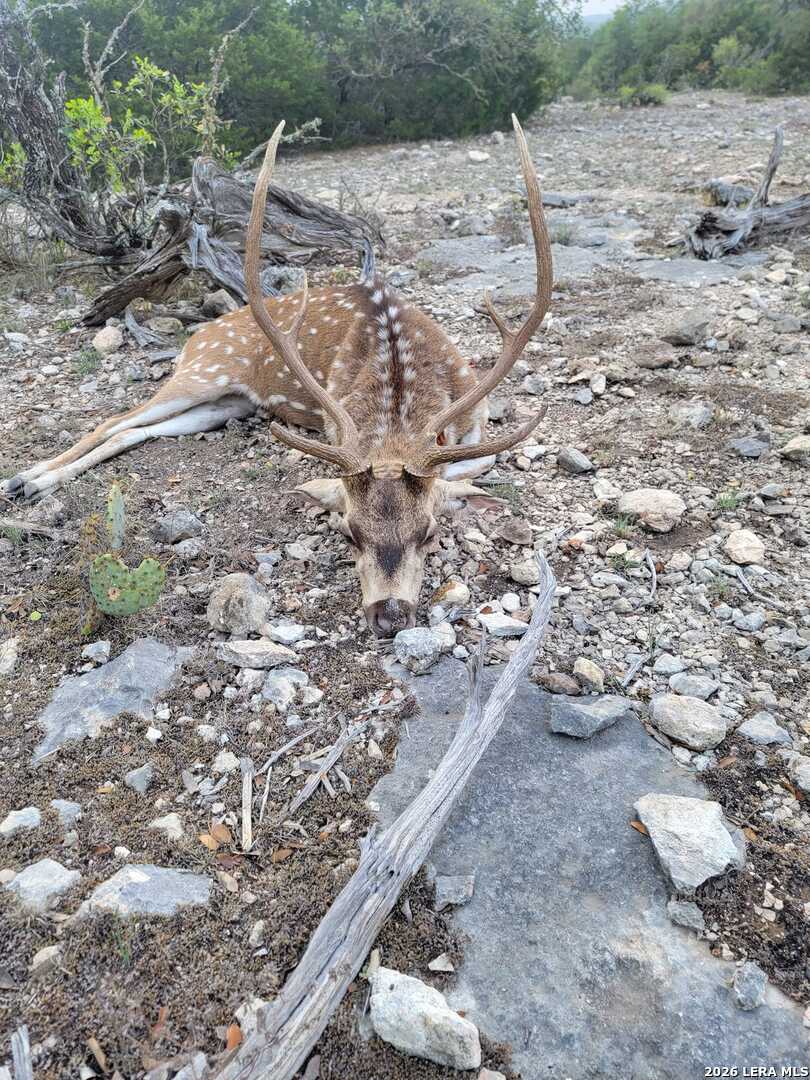 752 Sd 46061 Del Rio, TX 78840 - Photo 1 of 11 a view of a dry yard with wooden fence
