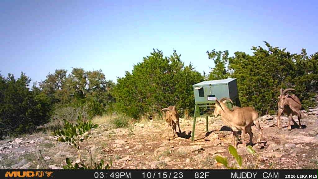 752 Sd 46061 Del Rio, TX 78840 - Photo 2 of 11 a view of a yard with a mountain