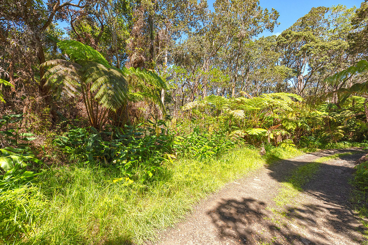 150 Lot Volcano, HI 96785 - Photo 5 of 12 Gallery Image 5