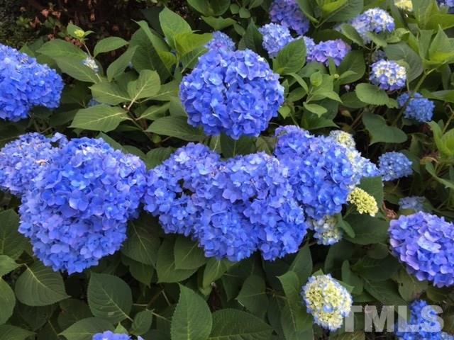 1719 Bennett Street Raleigh, NC 27604 - Photo 18 of 18 a bunch of flowers and purple flowers
