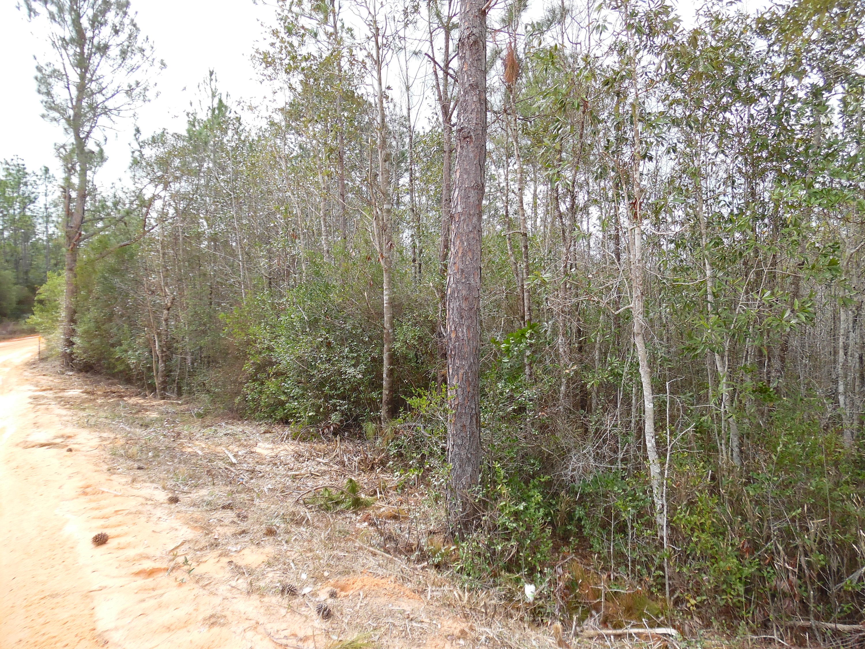 Lot67-blk68 Blue Ridge Boulevard DeFuniak Springs, FL 32433 - Photo 4 of 6 a view of a forest with trees in the background