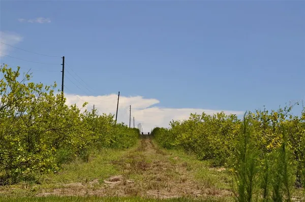 a view of a city with tall tree in front of it