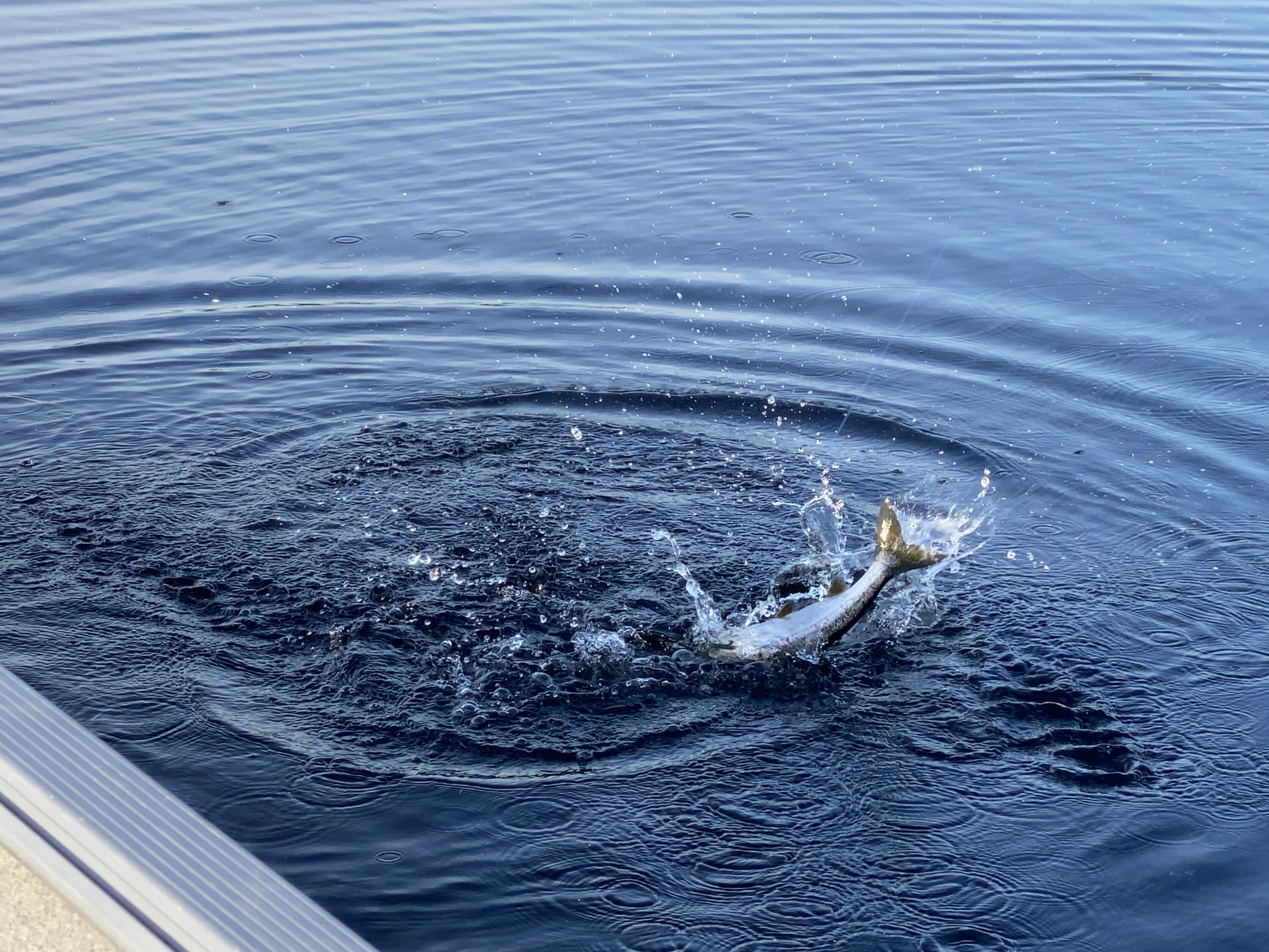 1 Square Lake Sinclair, ME 04779 - Photo 124 of 143 Fraser Camps