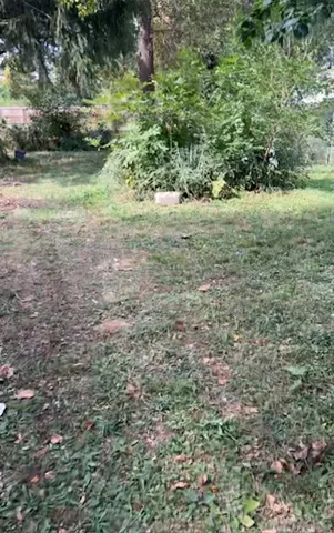a view of a yard with a tree