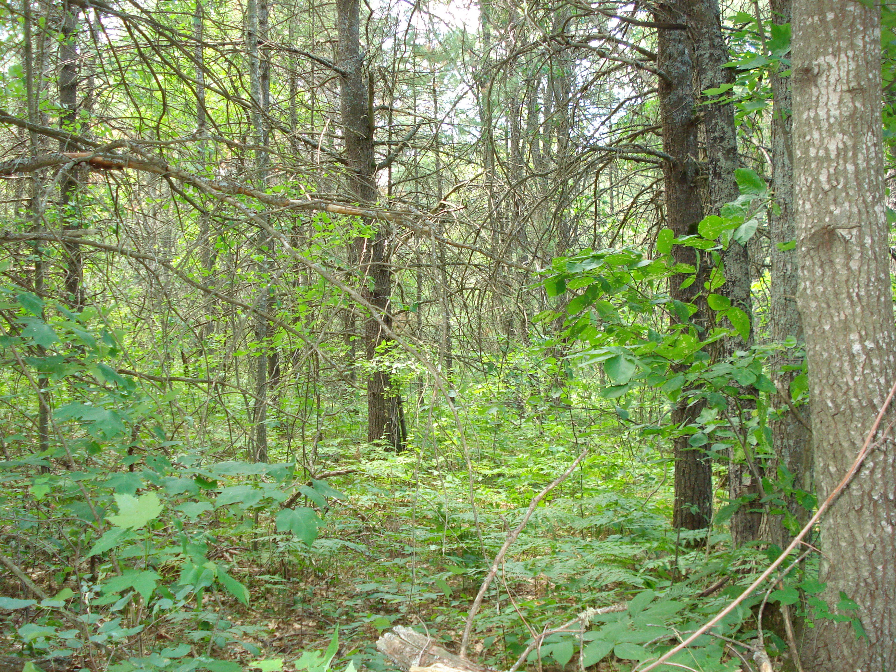 Angling Road Atlanta, MI 49709 - Photo 1 of 6 Gallery Image 1