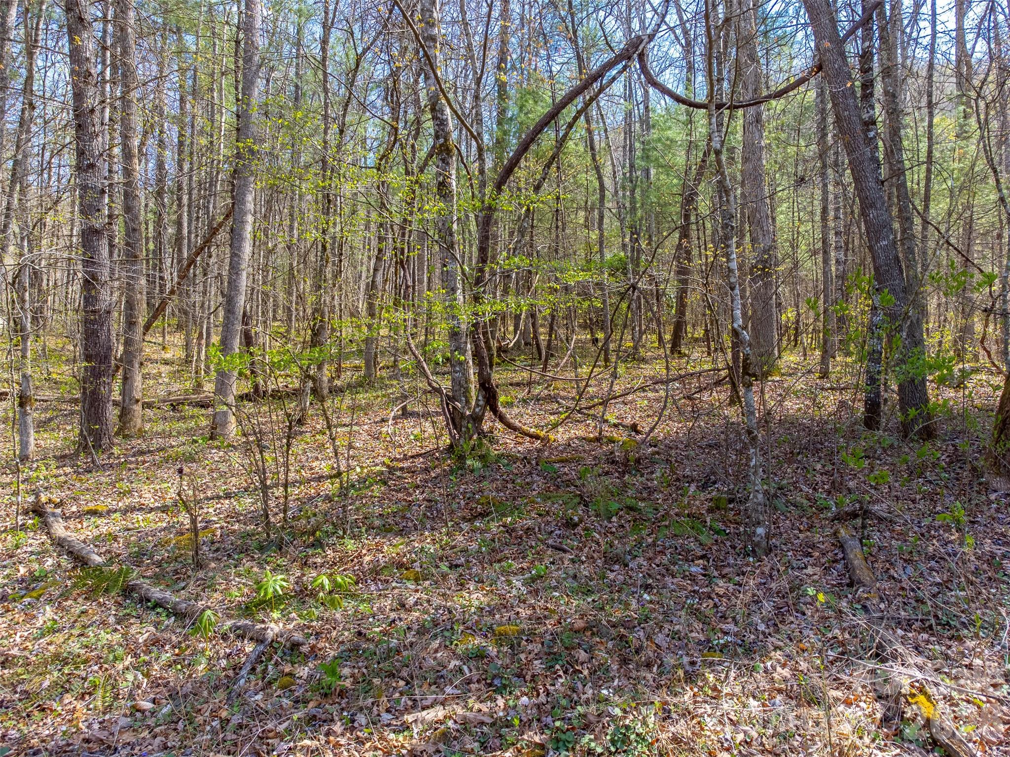 306 Cedar Creek Farm Road Tuckasegee, NC 28783 - Photo 8 of 29 a backyard of a house with lots of green space