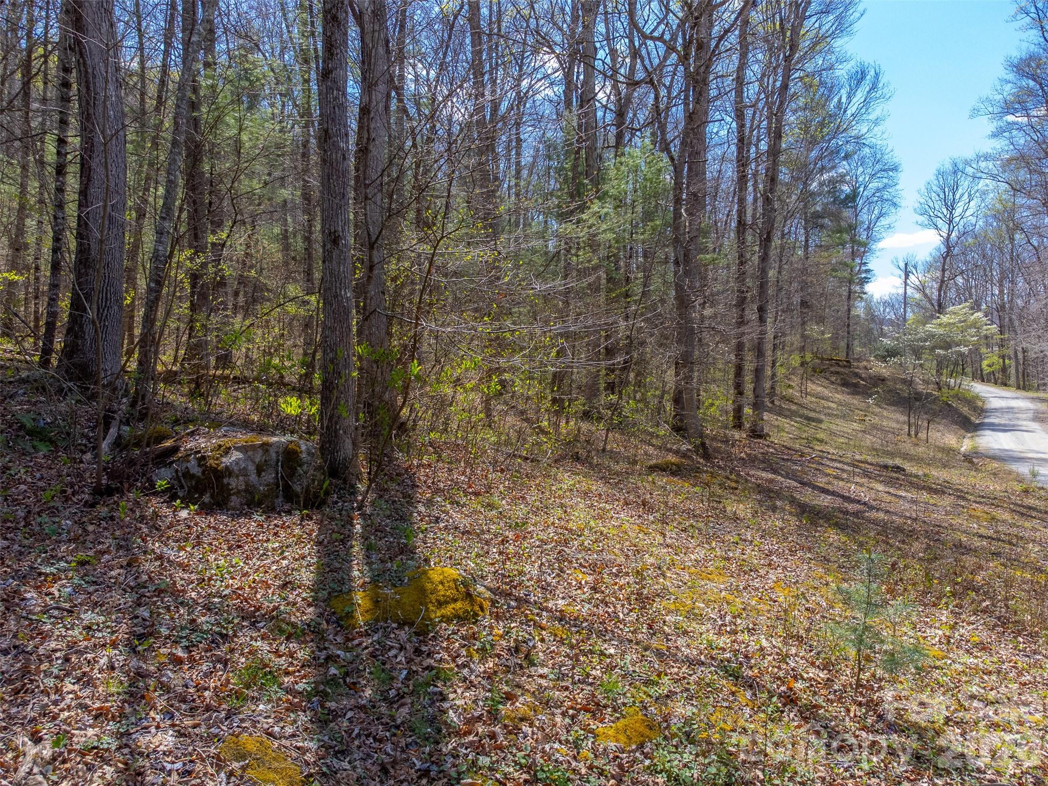 306 Cedar Creek Farm Road Tuckasegee, NC 28783 - Photo 9 of 29 a view of a forest filled with trees