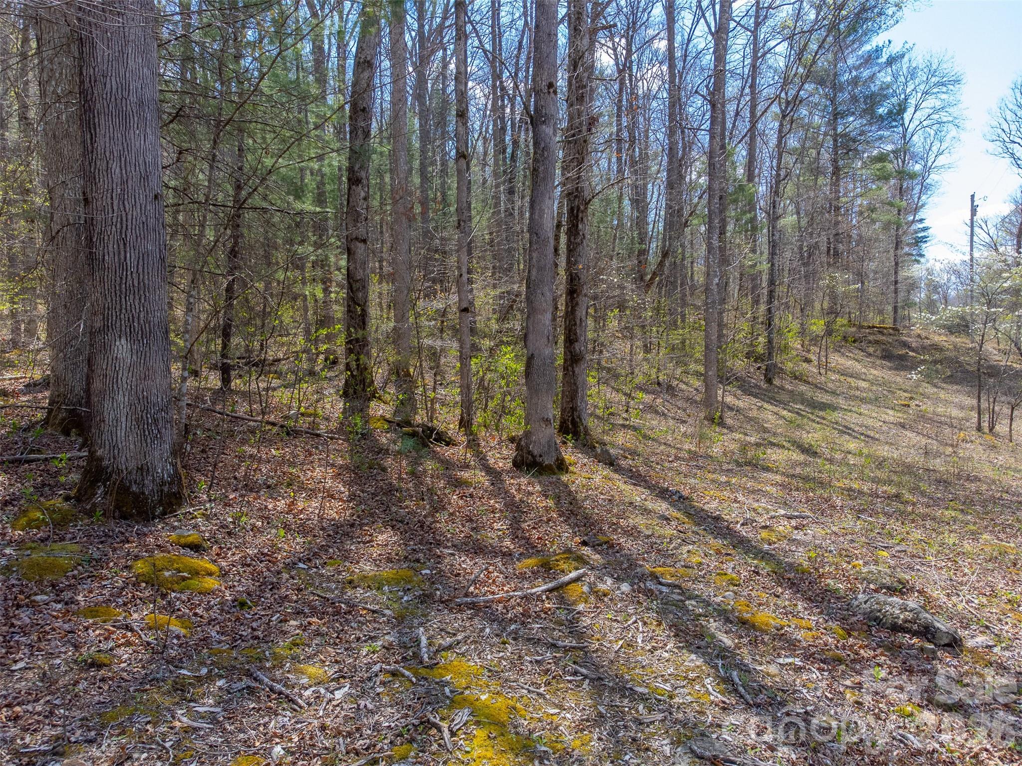 306 Cedar Creek Farm Road Tuckasegee, NC 28783 - Photo 10 of 29 a view of a forest with trees