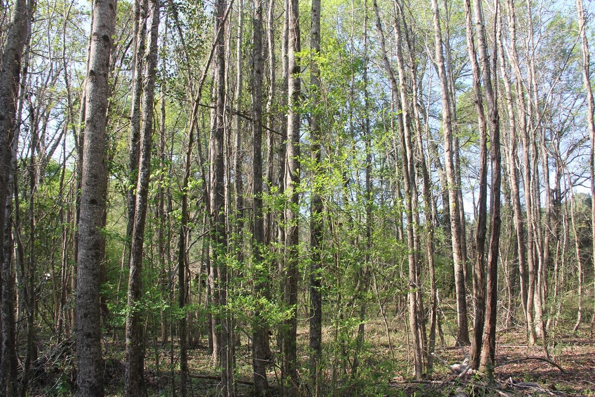 305 Ponderosa Road St. Matthews, SC 29135 - Photo 16 of 20 IMG_9875