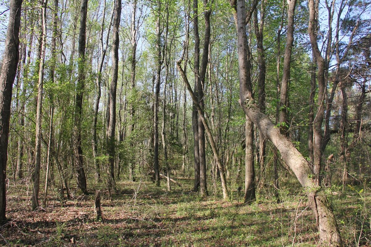 305 Ponderosa Road St. Matthews, SC 29135 - Photo 20 of 20 IMG_9880