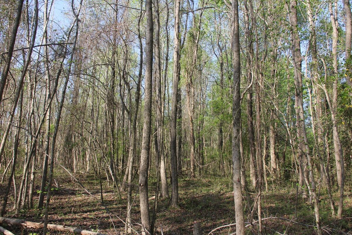 305 Ponderosa Road St. Matthews, SC 29135 - Photo 5 of 20 IMG_9882