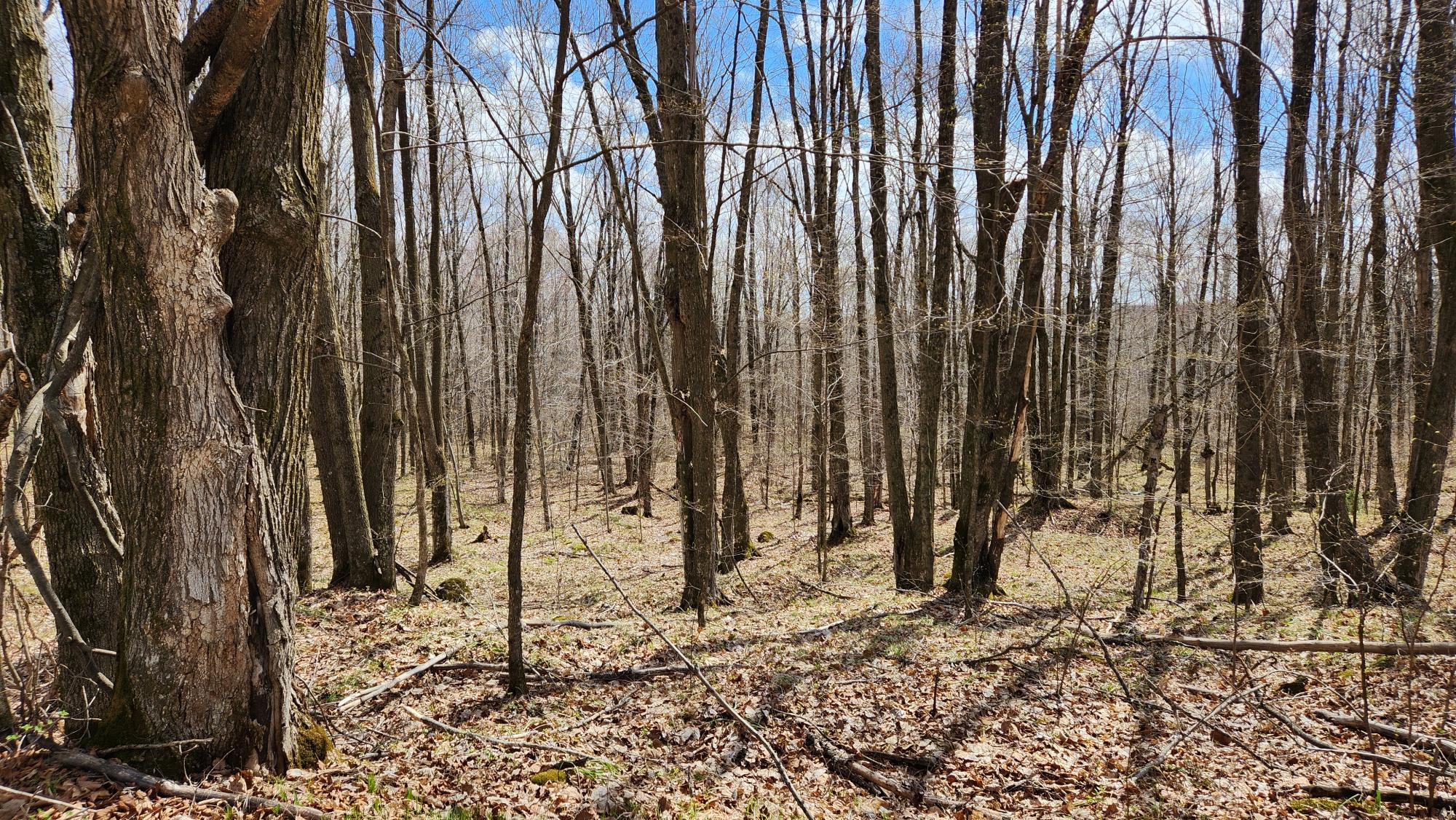 Off Hay Creek Road, Unit 820ACRES Prentice, WI 54556 - Photo 41 of 43 Gallery Image 41