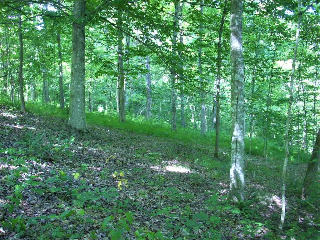10 Cove Pointe Road La Follette, TN 37766 - Photo 10 of 10 -