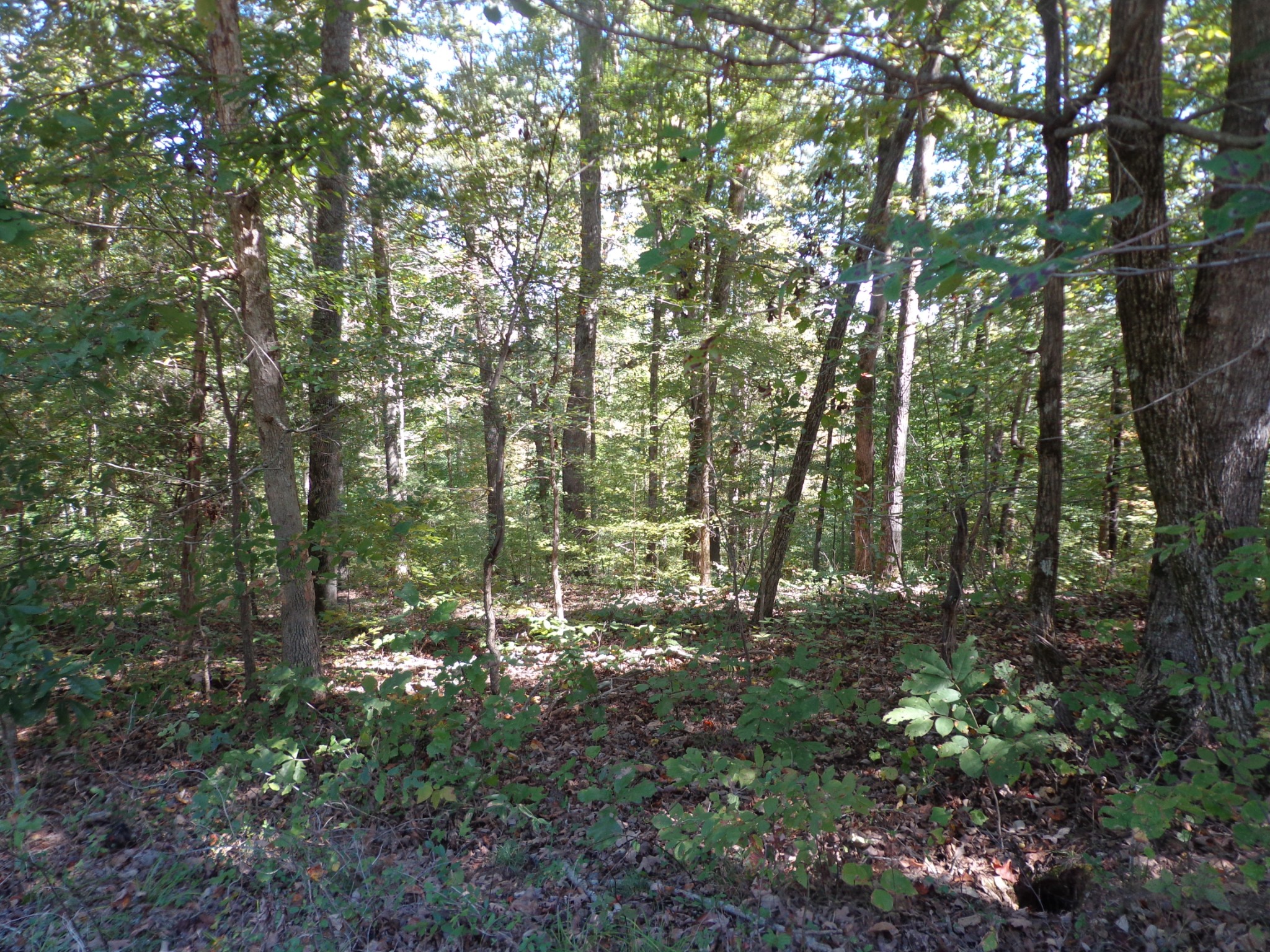 1030 Bucksnort Road Only, TN 37140 - Photo 1 of 6 Gallery Image 1
