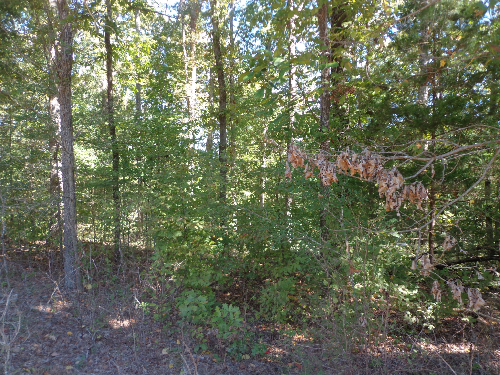 1030 Bucksnort Road Only, TN 37140 - Photo 3 of 6 Gallery Image 3