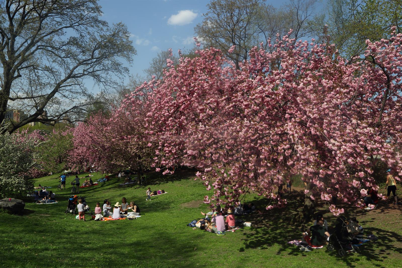 101 West 55th Street, Unit 701 Manhattan, NY 10019 - Photo 11 of 11 a view of a golf course with a tree