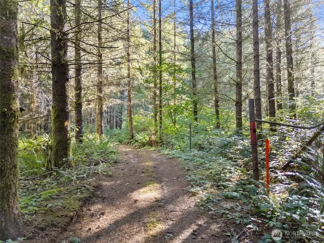 a view of a forest that has large trees