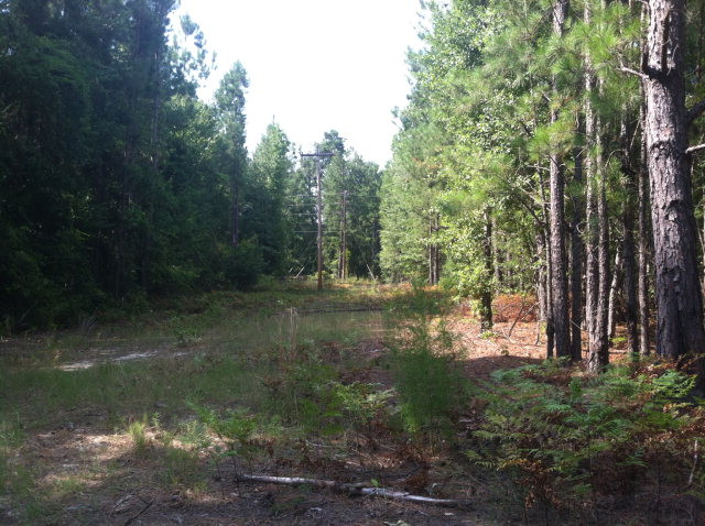 Parcel E Tabernacle Road Salley, SC 29137 - Photo 3 of 5