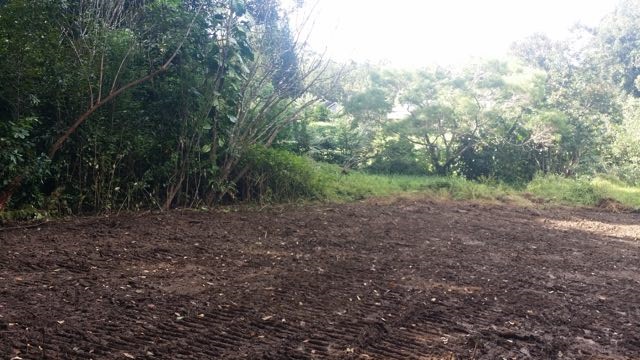 150 Kapuai Road Haiku, HI 96708 - Photo 17 of 25 a view of a yard with a tree