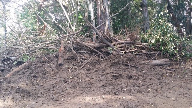 150 Kapuai Road Haiku, HI 96708 - Photo 18 of 25 a view of a yard with large trees
