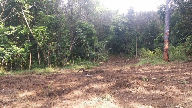 150 Kapuai Road Haiku, HI 96708 - Photo 21 of 25 a view of a forest with trees in the background