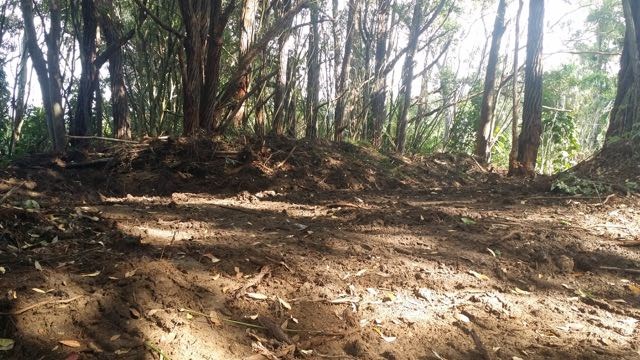 150 Kapuai Road Haiku, HI 96708 - Photo 23 of 25 a view of tree