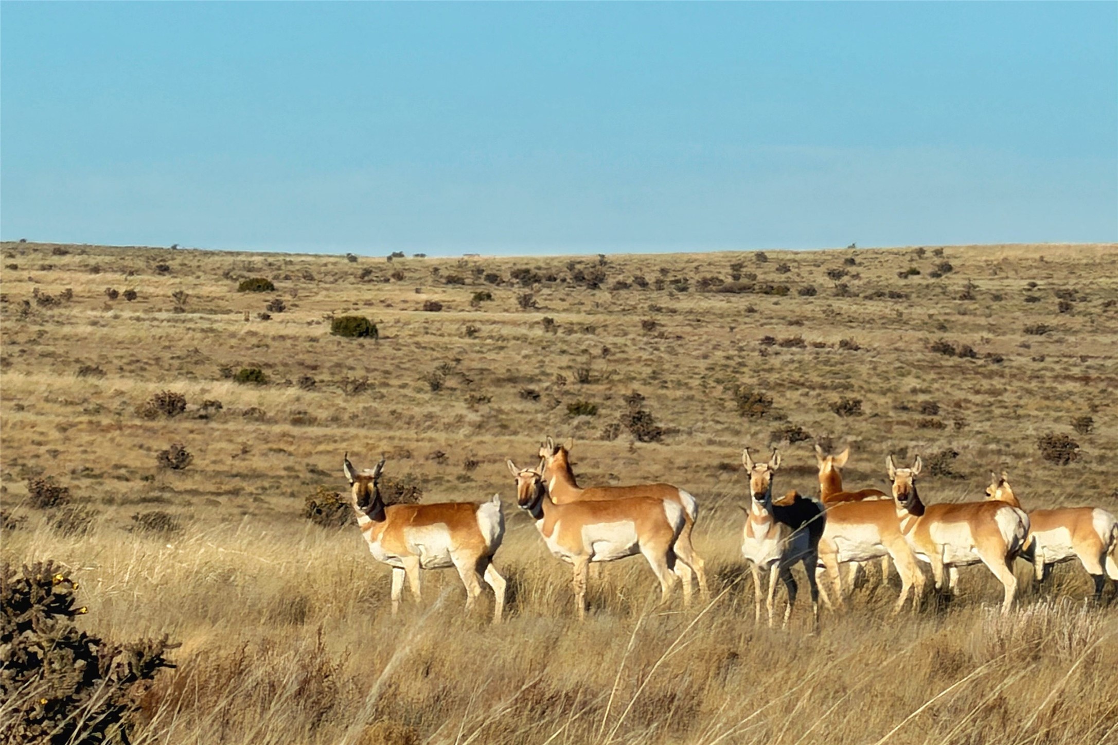 26262 US Highway 285 Ribera, NM 87560 - Photo 33 of 46