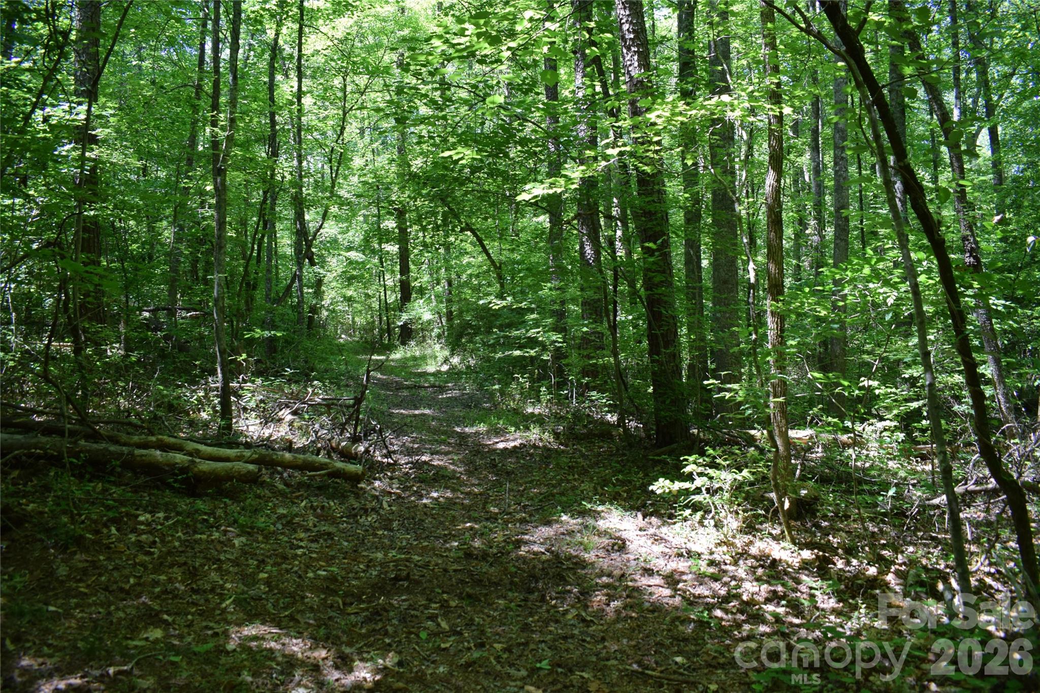 0 Floyd Blackwell Road Tryon, NC 28782 - Photo 20 of 24 a view of a lush green forest