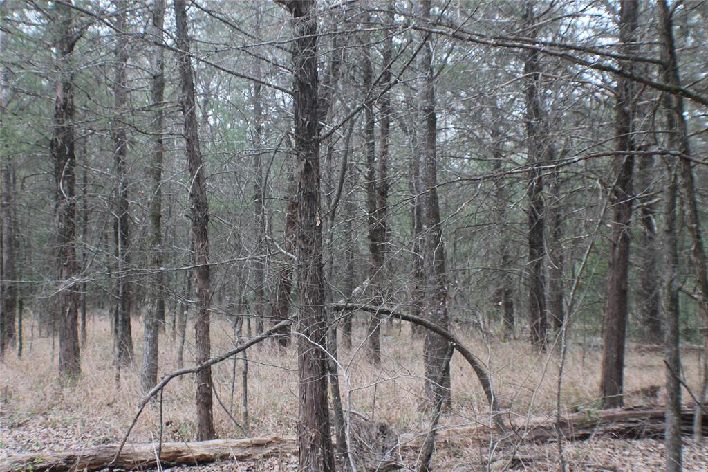 9603 County Road 2138 Kemp, TX 75143 - Photo 33 of 36 a picture of a tree