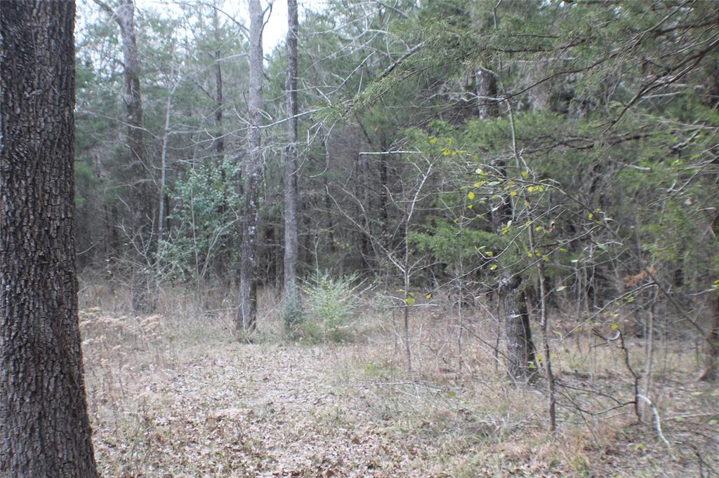 9603 County Road 2138 Kemp, TX 75143 - Photo 35 of 36 a view of a forest with trees in the background