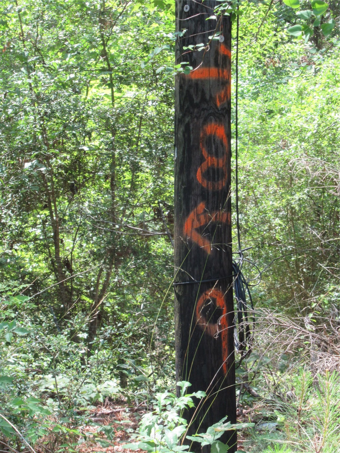 361 Noel Livingston, TX 77351 - Photo 2 of 23 a bird view of forest