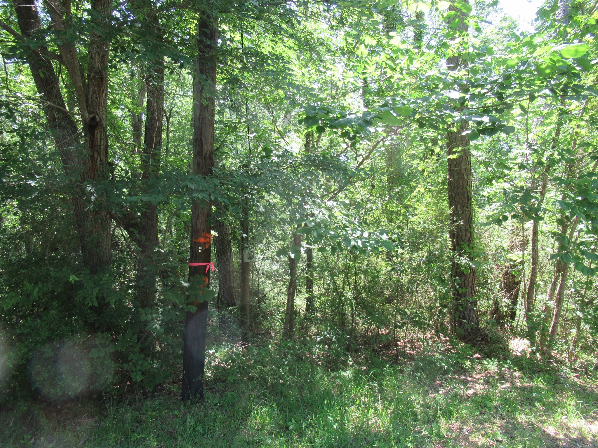 361 Noel Livingston, TX 77351 - Photo 3 of 23 a view of outdoor space and trees
