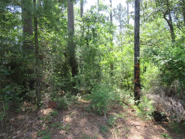 a view of a forest that has large trees