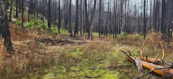 a view of a backyard with plants and trees