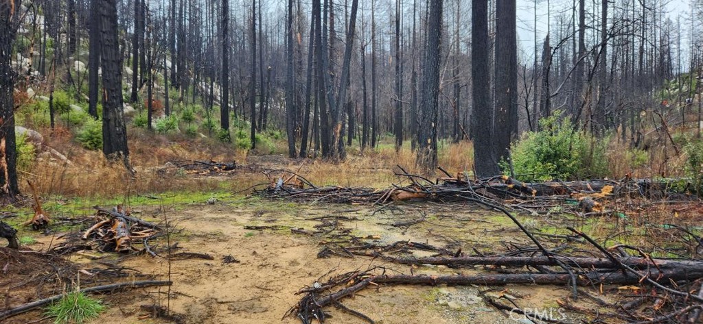182 Gamble Road Berry Creek, CA 95916 - Photo 6 of 14 a view of a backyard with trees