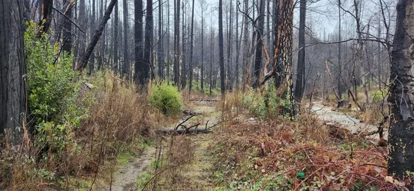 a view of backyard with green space