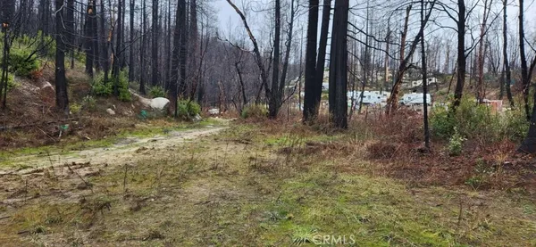 a view of backyard with tree