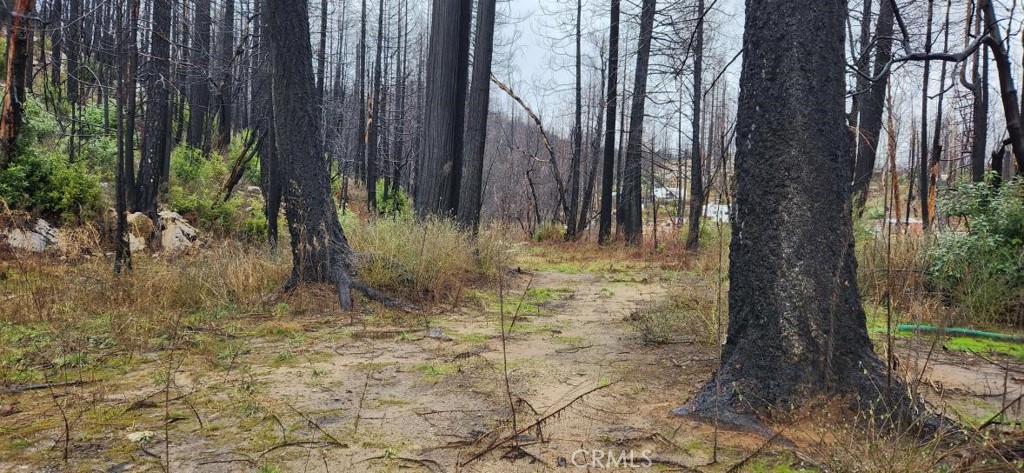 182 Gamble Road Berry Creek, CA 95916 - Photo 10 of 14 a view of backyard with tree