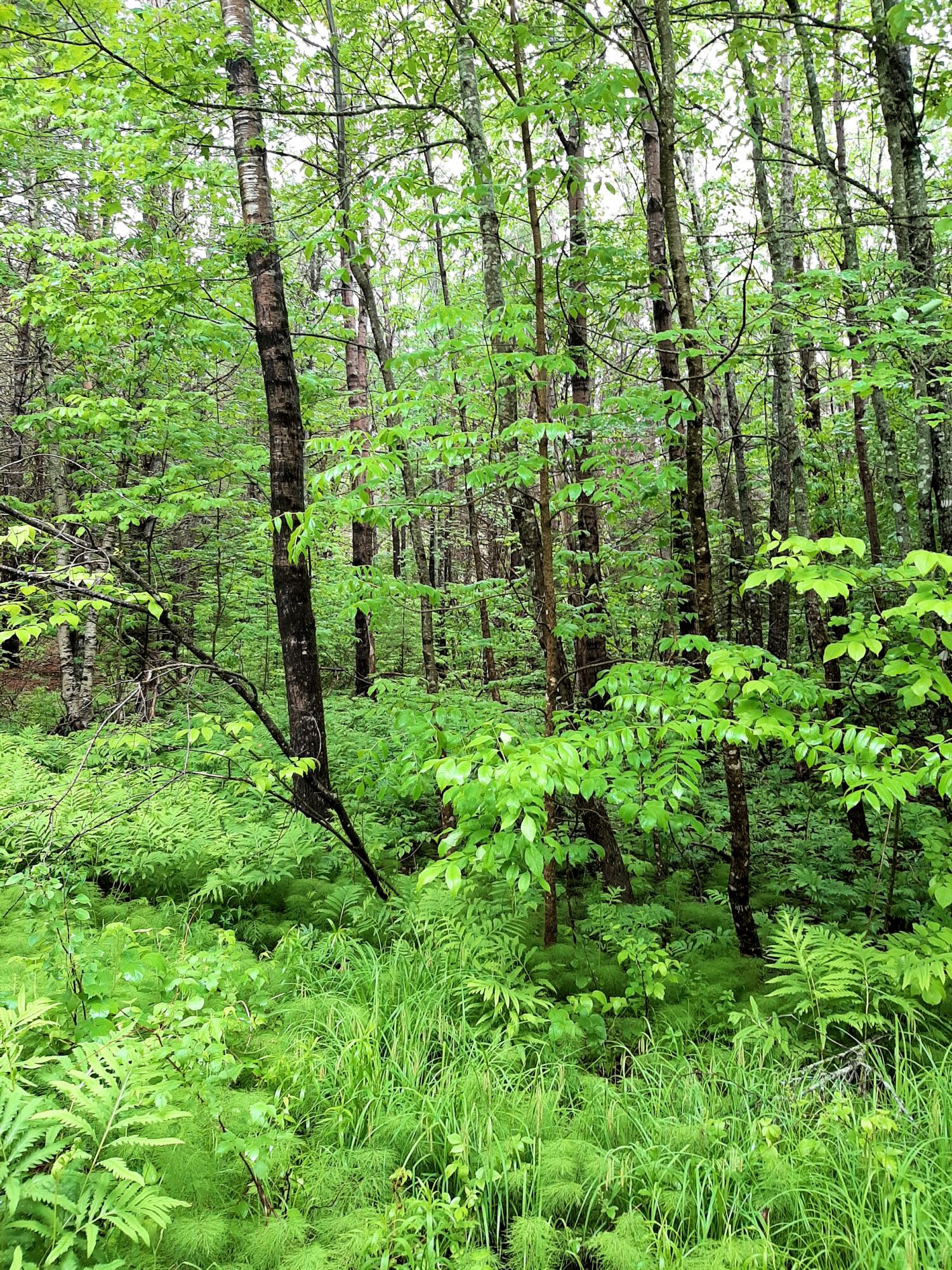Lot # Lot#17-9 North Road Winn, ME 04495 - Photo 12 of 31 1 TBD North Road 1l