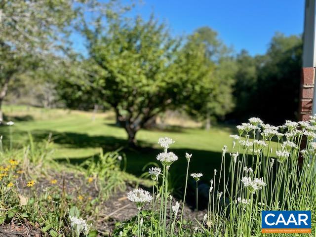 Blooming perennials