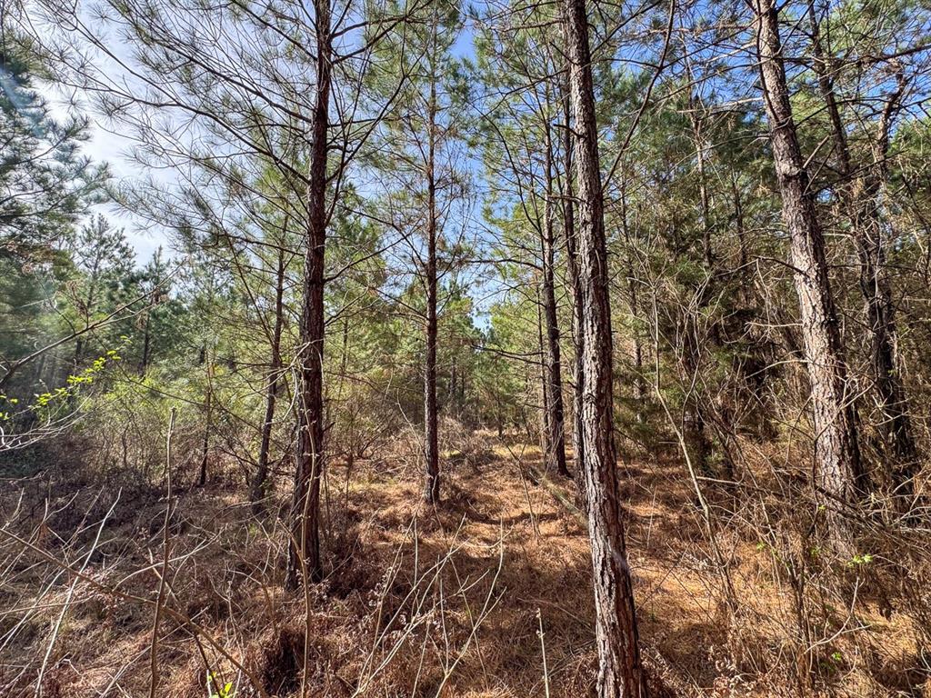 10 United Gas Road 2 Rodessa, LA 71069 - Photo 11 of 13 a view of a forest with trees