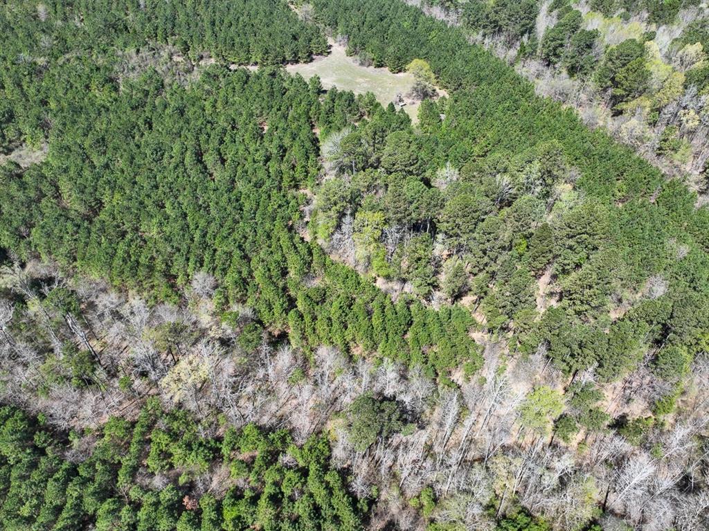 10 United Gas Road 2 Rodessa, LA 71069 - Photo 5 of 13 a view of a forest that has a tree