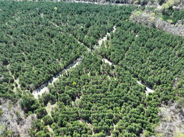 view of a lush green forest