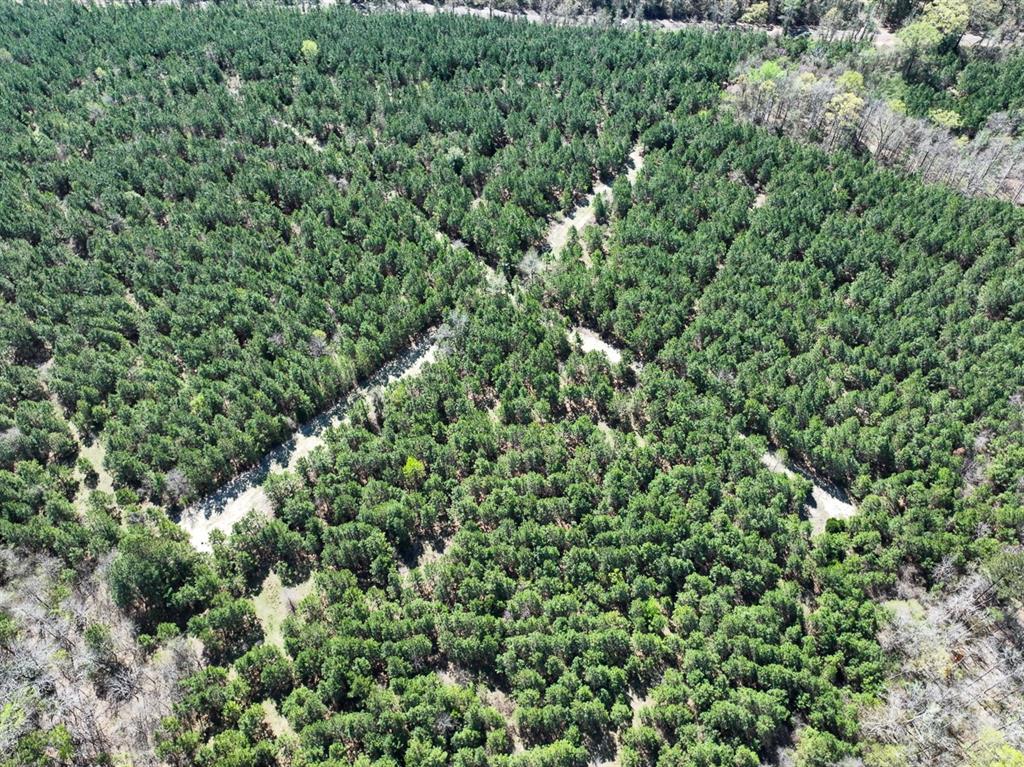 10 United Gas Road 2 Rodessa, LA 71069 - Photo 8 of 13 view of a lush green forest
