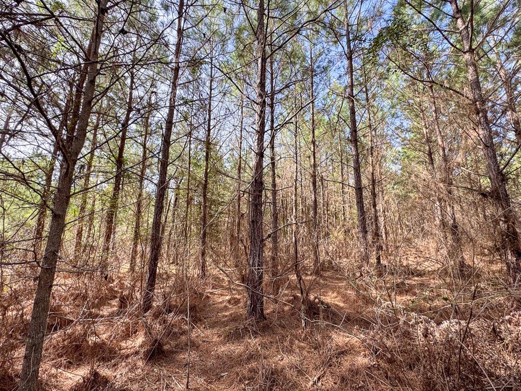 10 United Gas Road 2 Rodessa, LA 71069 - Photo 9 of 13 a view of forest