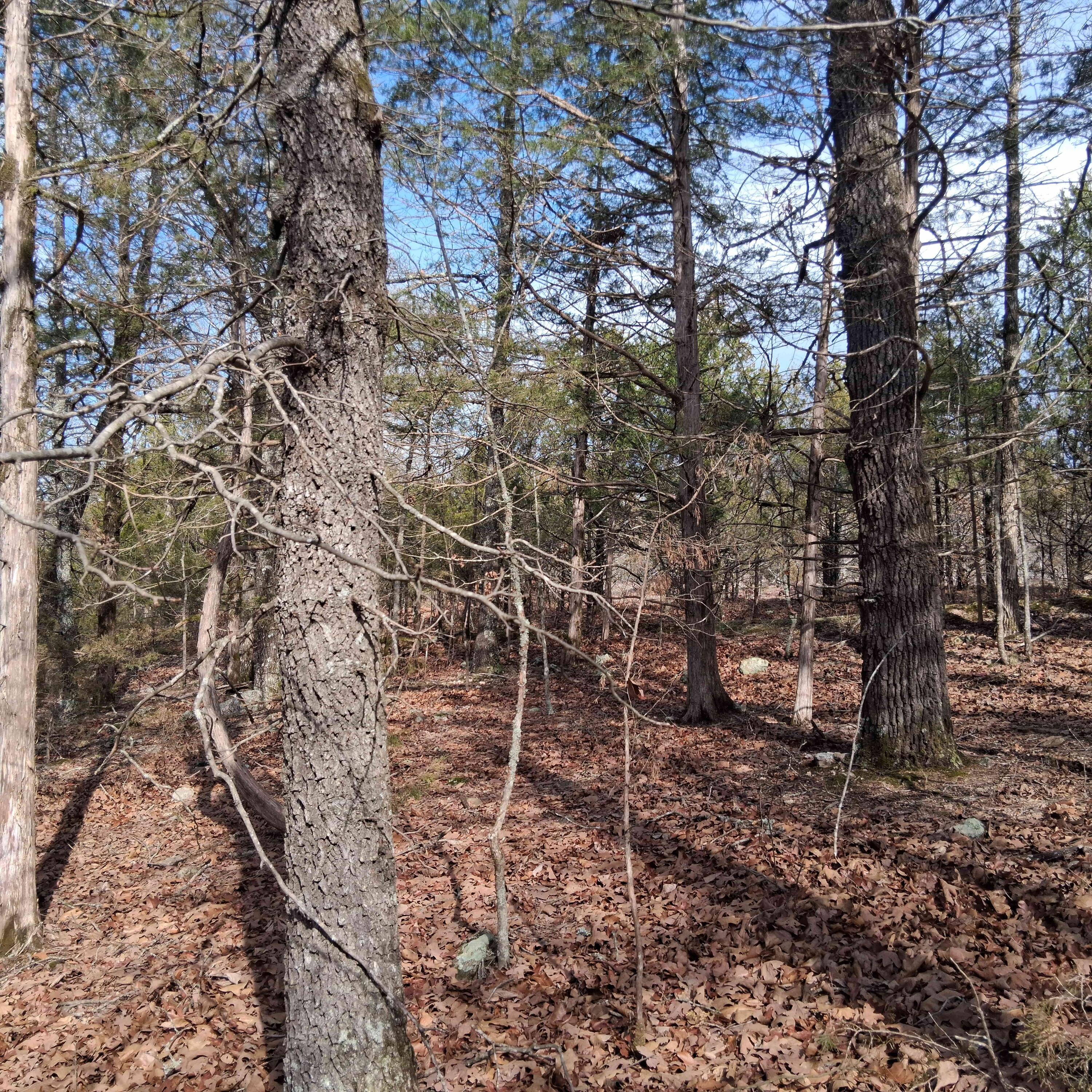 0 Greers Ferry Road Branson, MO 65616 - Photo 26 of 32 20260306_095810