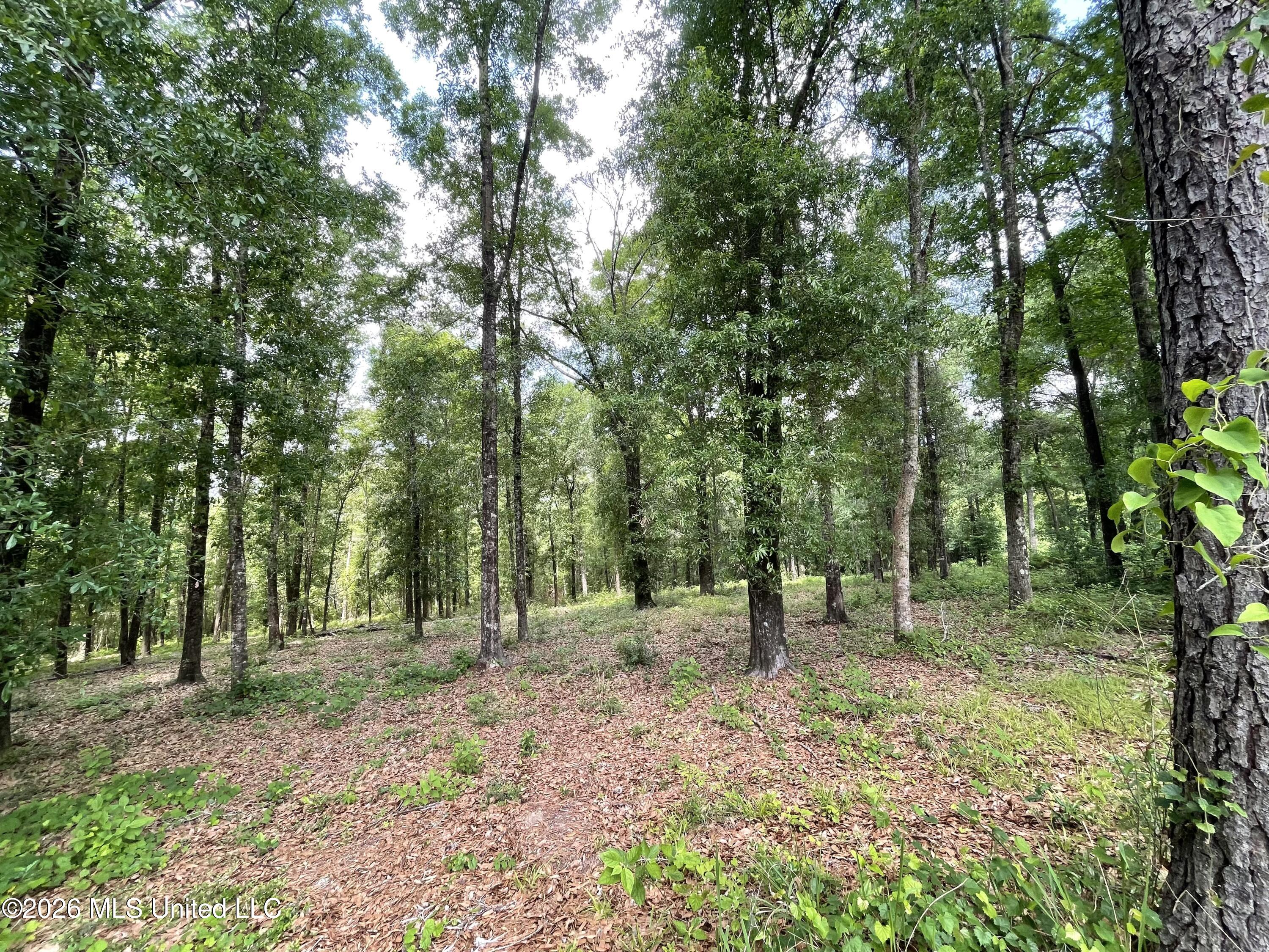 Beaver Dam Road Lucedale, MS 39452 - Photo 5 of 14 IMG_3285