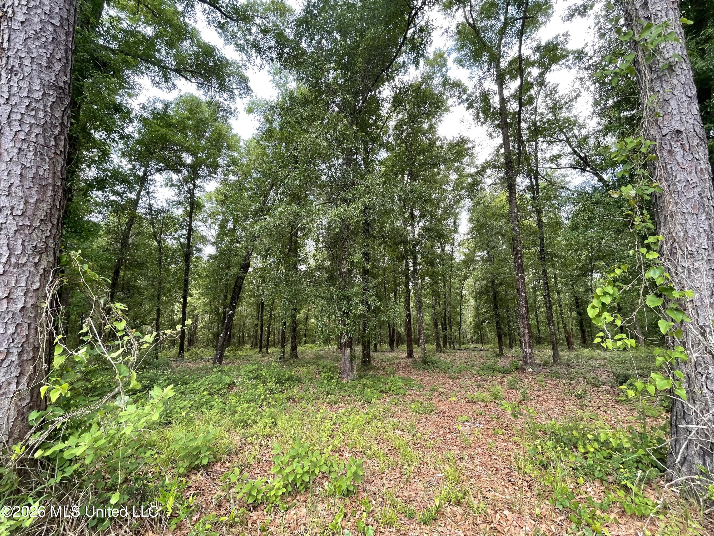 Beaver Dam Road Lucedale, MS 39452 - Photo 6 of 14 IMG_3284