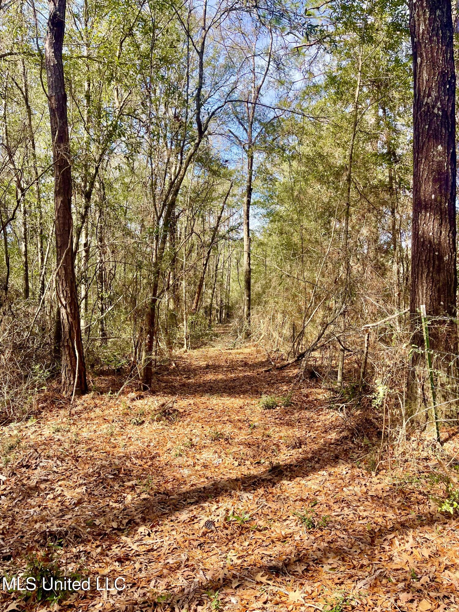 Beaver Dam Road Lucedale, MS 39452 - Photo 7 of 14 IMG_4748