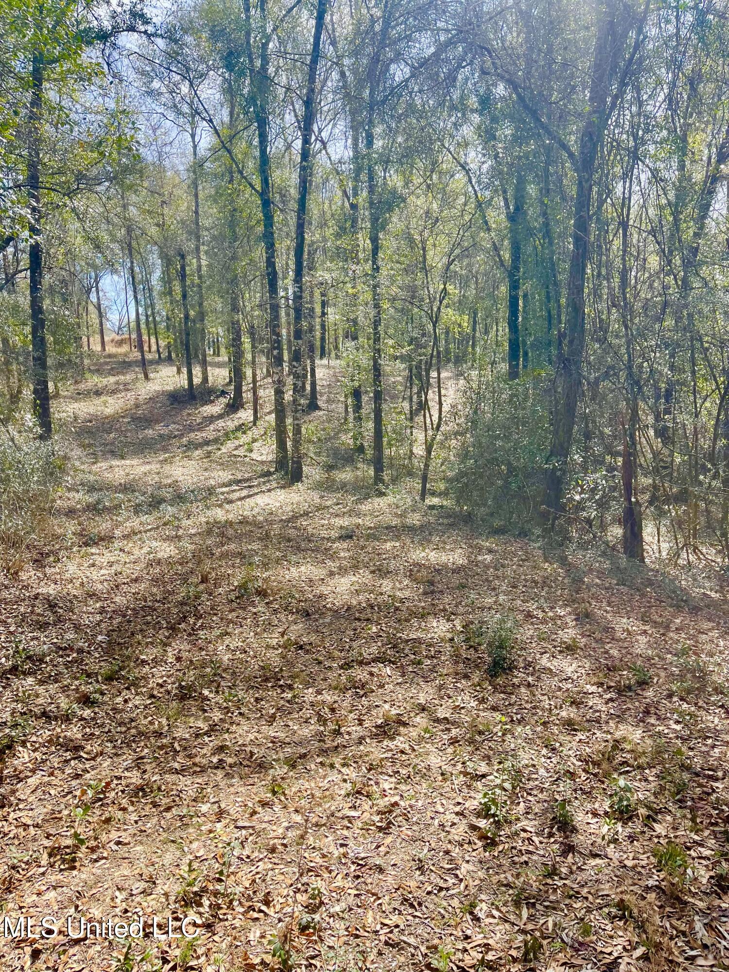 Beaver Dam Road Lucedale, MS 39452 - Photo 8 of 14 IMG_4758